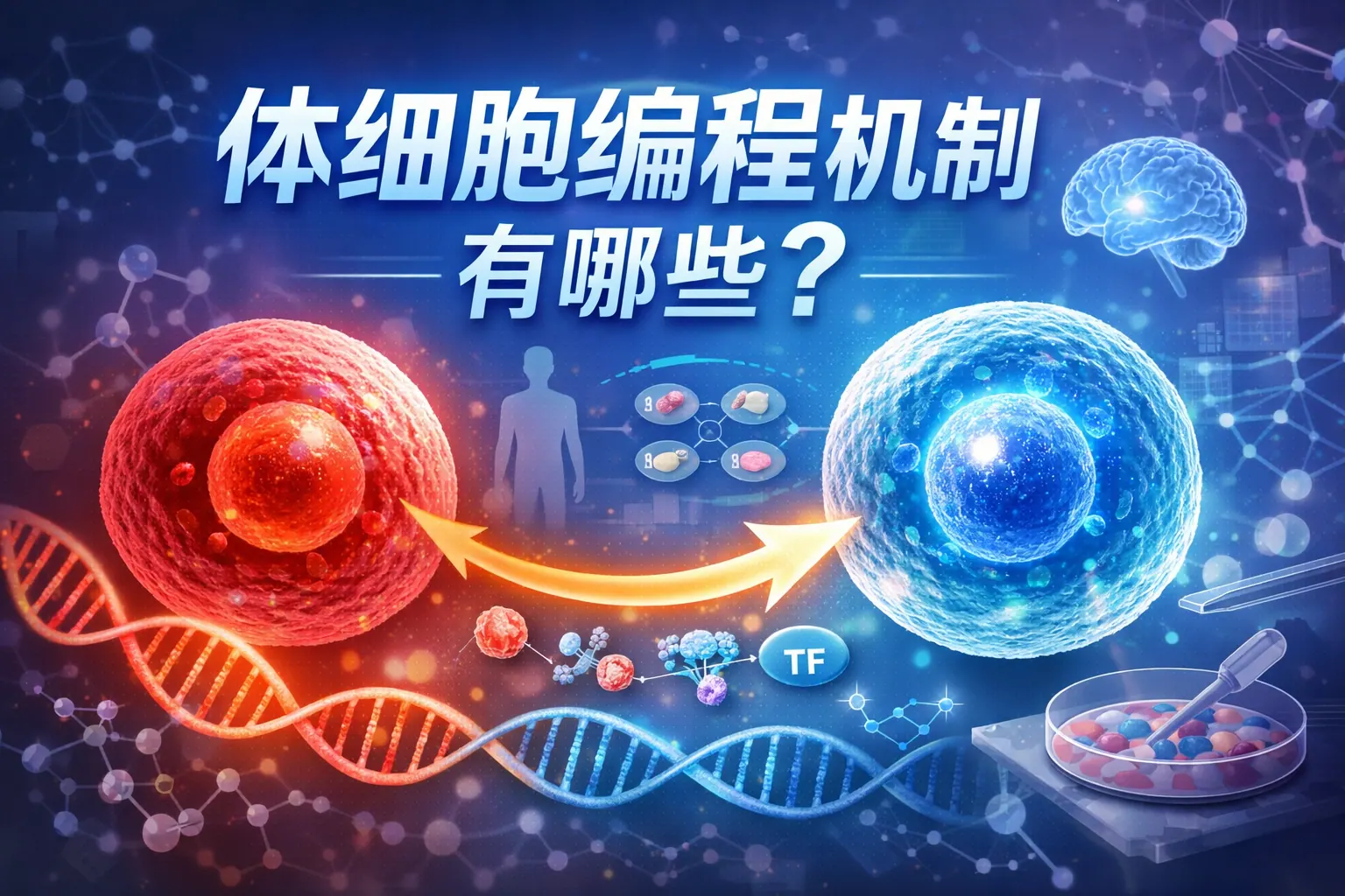 体细胞编程机制有哪些